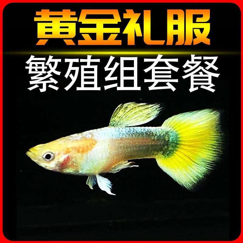 泽驭名宠热带淡水观赏纯种孔雀鱼黄金礼服:精品金色小型胎生鱼活体