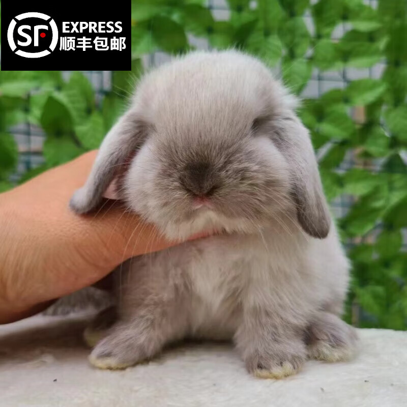 茶杯兔长不大不咬人宠物荷兰垂耳兔子活体 暹罗垂耳兔
