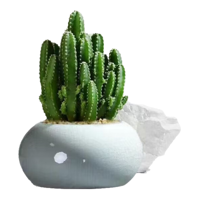 ���������Ժ�̫�����������ڶ���ֲ����¶�칫�������ͺ�������ֲ ����ɽ+����ǳ��� ���� + ������ 12.99Ԫ