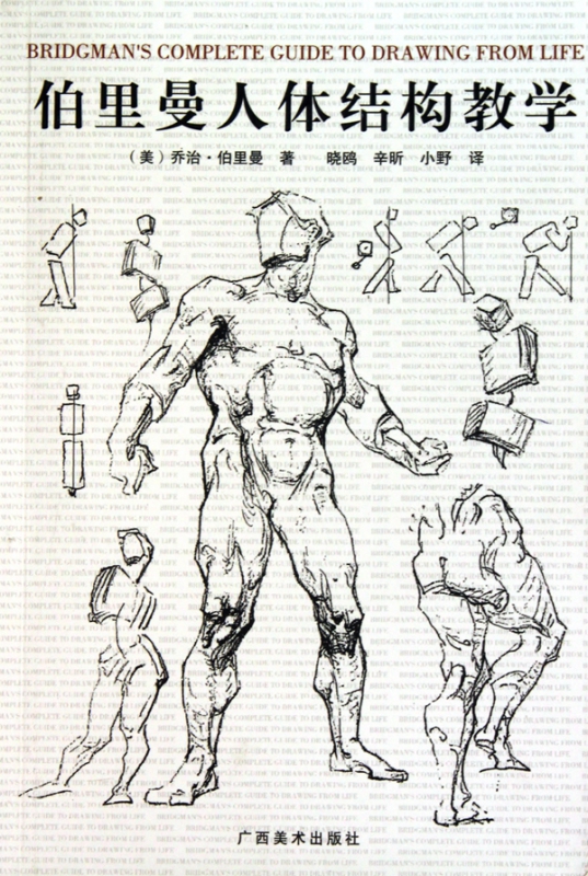 伯里曼人体结构教学