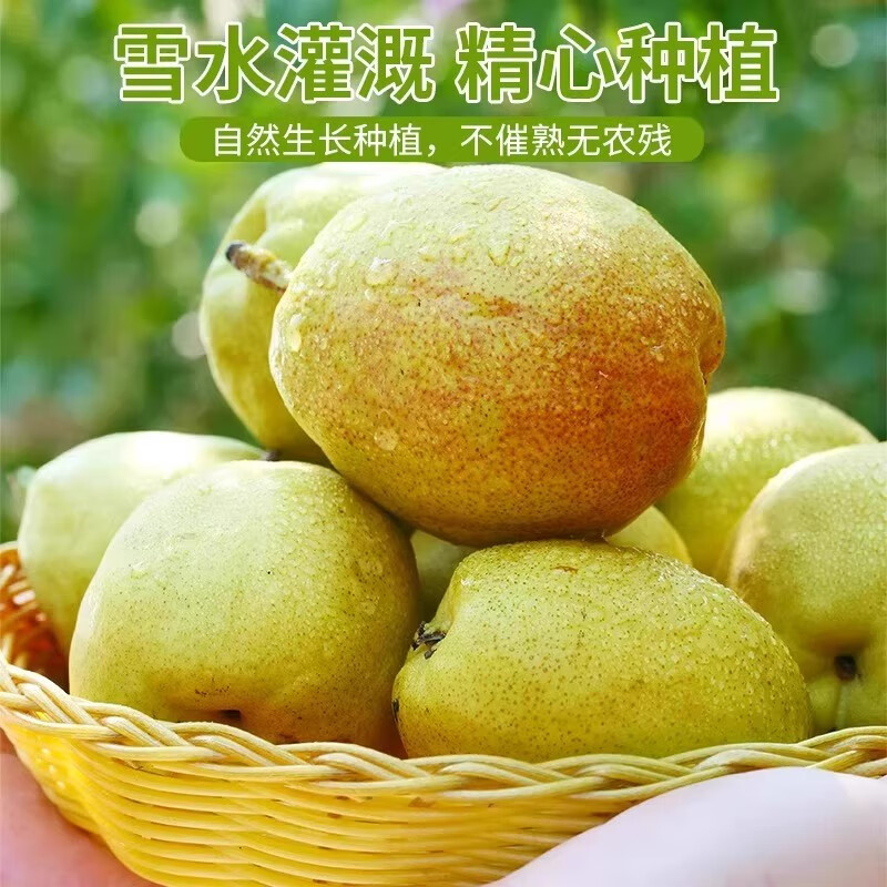 绿熊庄园新疆库尔勒香梨新鲜香梨子皮薄脆甜多汁应季孕妇水果当季源头直采 【热销特级果】  单果120g往上 净重4.5-5斤