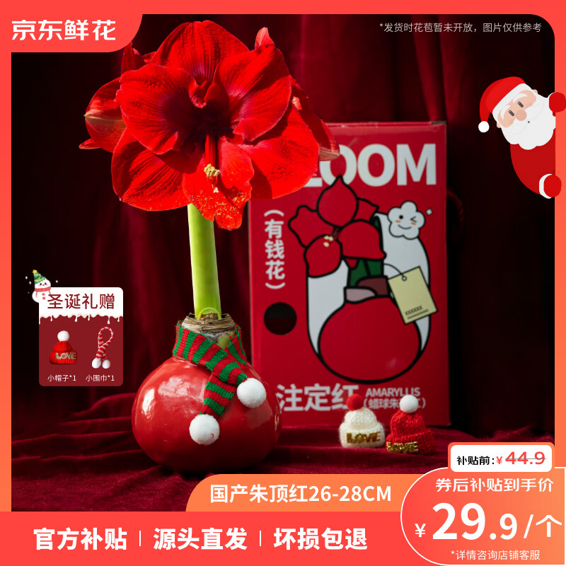 京东鲜花朱顶红礼盒版蜡球周长26-28cm品种随机圣诞节日礼物源头直发