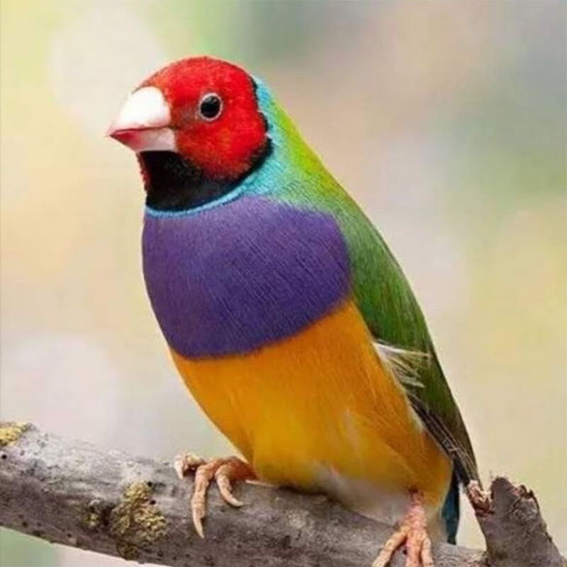 朴彩(pucai)七彩宠物鸟五彩鸟手玩鸟小鸟普彩金背蓝背七彩鸟活物 绿背