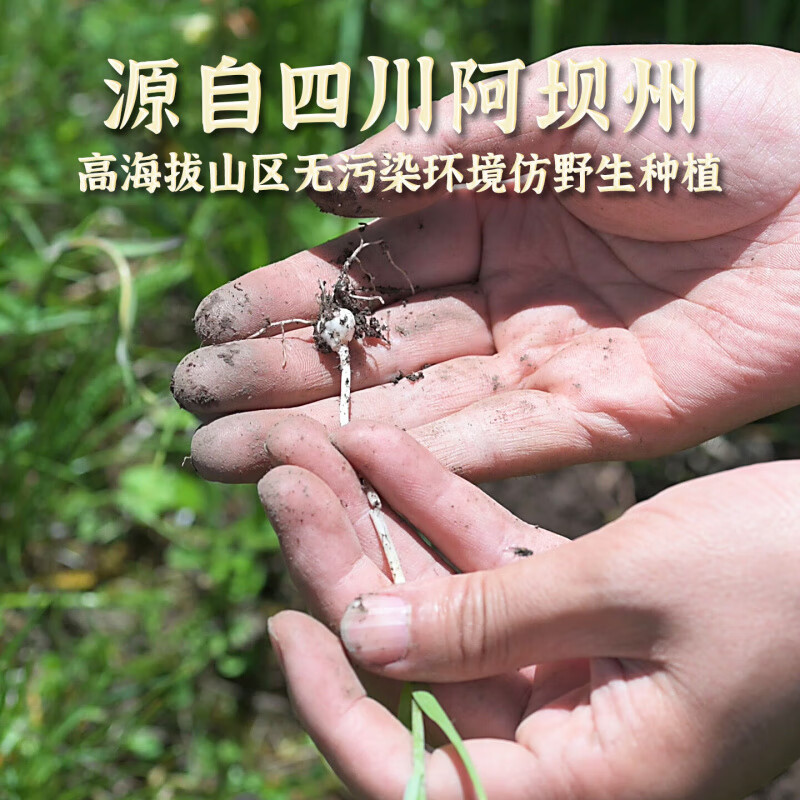 沁昱堂胖东来同款【正宗野生川贝】四川阿坝特产川贝母中药材泡水喝煲汤 【特级川贝】200克 200g*1罐 1罐装 【正宗阿坝野生 无熏无硫】