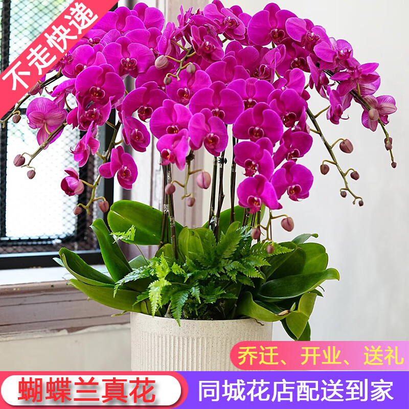 花艺湾鲜花同城配送真蝴蝶兰盆栽带花年宵花生日礼物开业乔迁暖居 10株粉红色蝴蝶兰盆栽