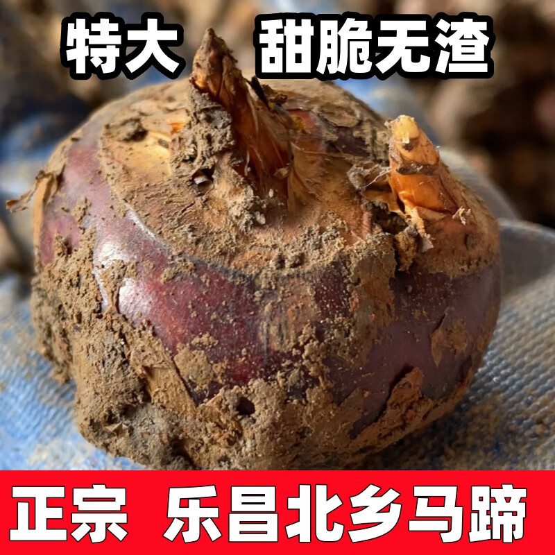广东韶关乐昌特大北乡马蹄王荸荠无渣新鲜甜脆水果蔬菜 甄选 十斤马蹄王(一箱80-110个)送礼
