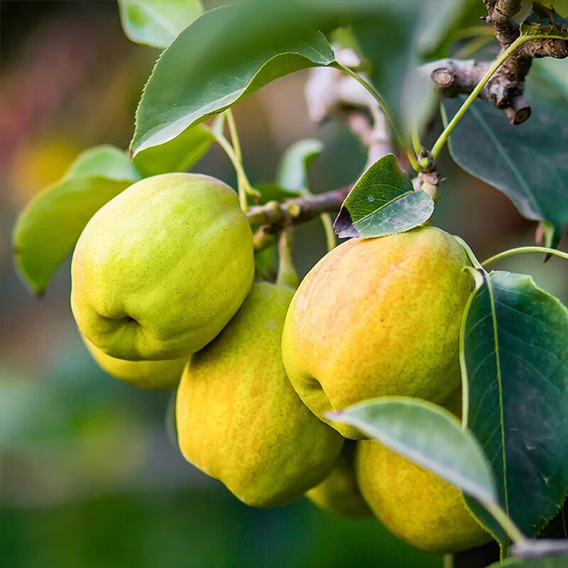 绿熊庄园新疆直采库尔勒香梨脆甜小香梨皮薄脆甜多汁应季孕妇水果当季时令 二级果24枚 单果70-100g