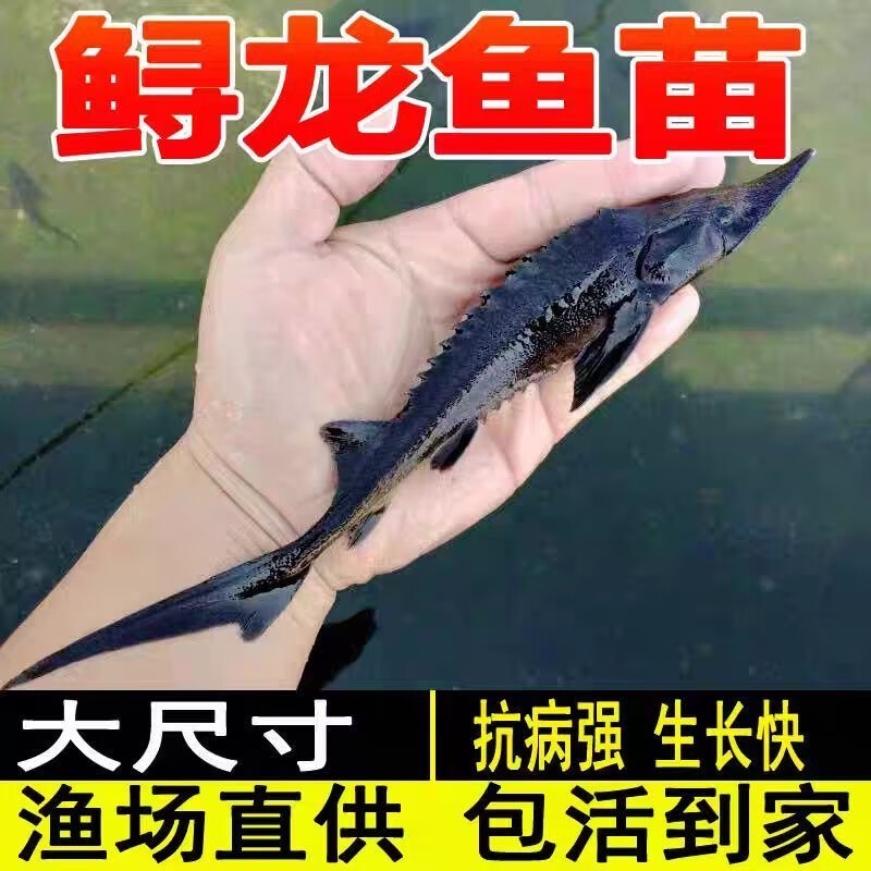 鲟鱼苗鲟龙软骨鱼尖嘴鲟鱼苗中华龙鱼苗大体型淡水冷水养殖食用鱼 鲟鱼11-13厘米90条送10条路损