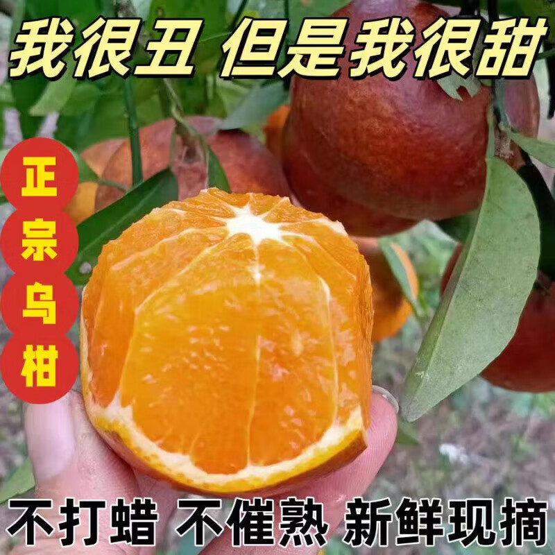 25年头茬皮薄云南丑乌柑橘子 应季整箱爆甜多汁丑柑橘乌柑 50mm-55mm 5斤带箱净重4.5斤