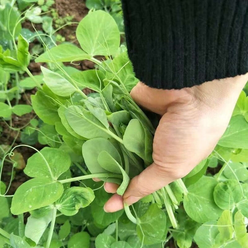 新鲜豌豆尖贵州露天高山豌豆尖龙须菜豌豆颠露天豌豆苗火锅配菜 豌豆尖叶（净重）：2斤