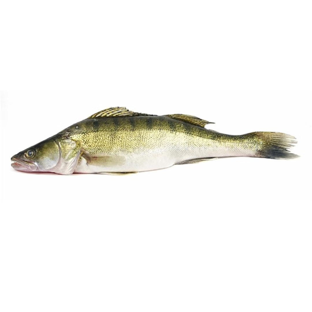 昆仑纪额尔齐斯河冷水鱼野生梭鲈鱼雪龙鱼整条鱼装急冻锁鲜去鳞去内脏 额河冷水雪龙鱼（梭鲈）700g×4条