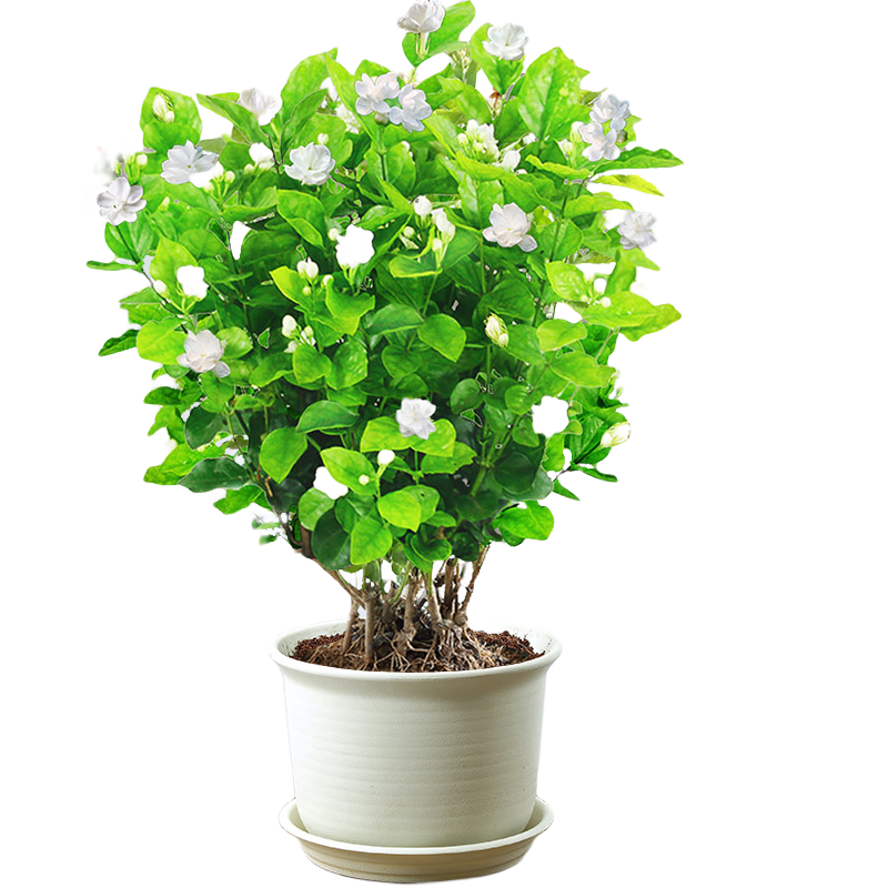 【雅之典】重瓣茉莉花盆栽室內(nèi)觀花植物四季好養(yǎng)帶花苞開花不斷綠植 茉莉花6年苗【仿陶盆】 好養(yǎng)活