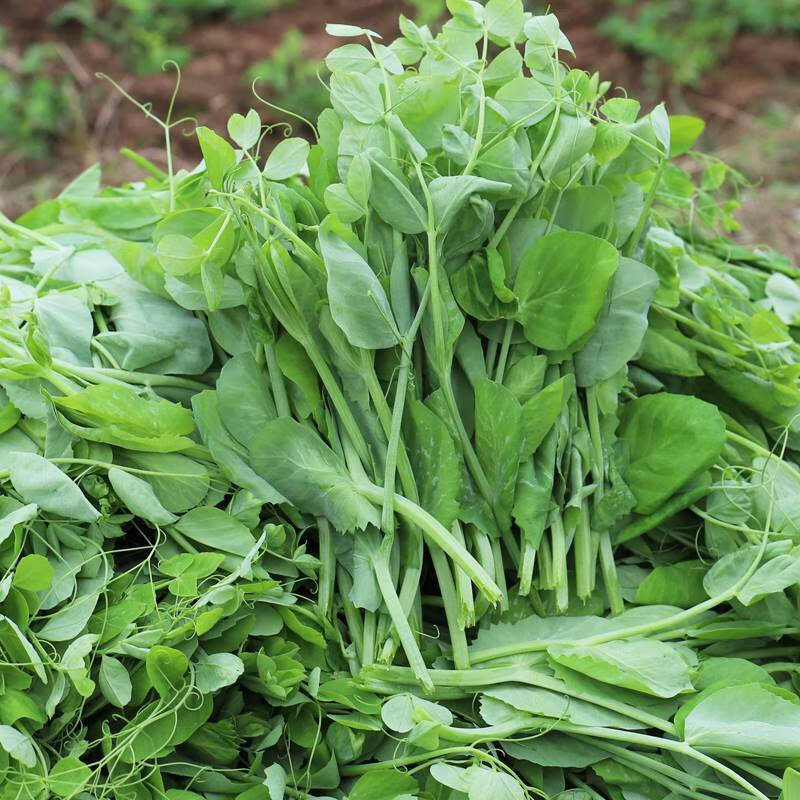 新鲜豌豆尖贵州露天高山豌豆尖龙须菜豌豆颠露天豌豆苗火锅配菜 豌豆尖叶（净重）：2斤