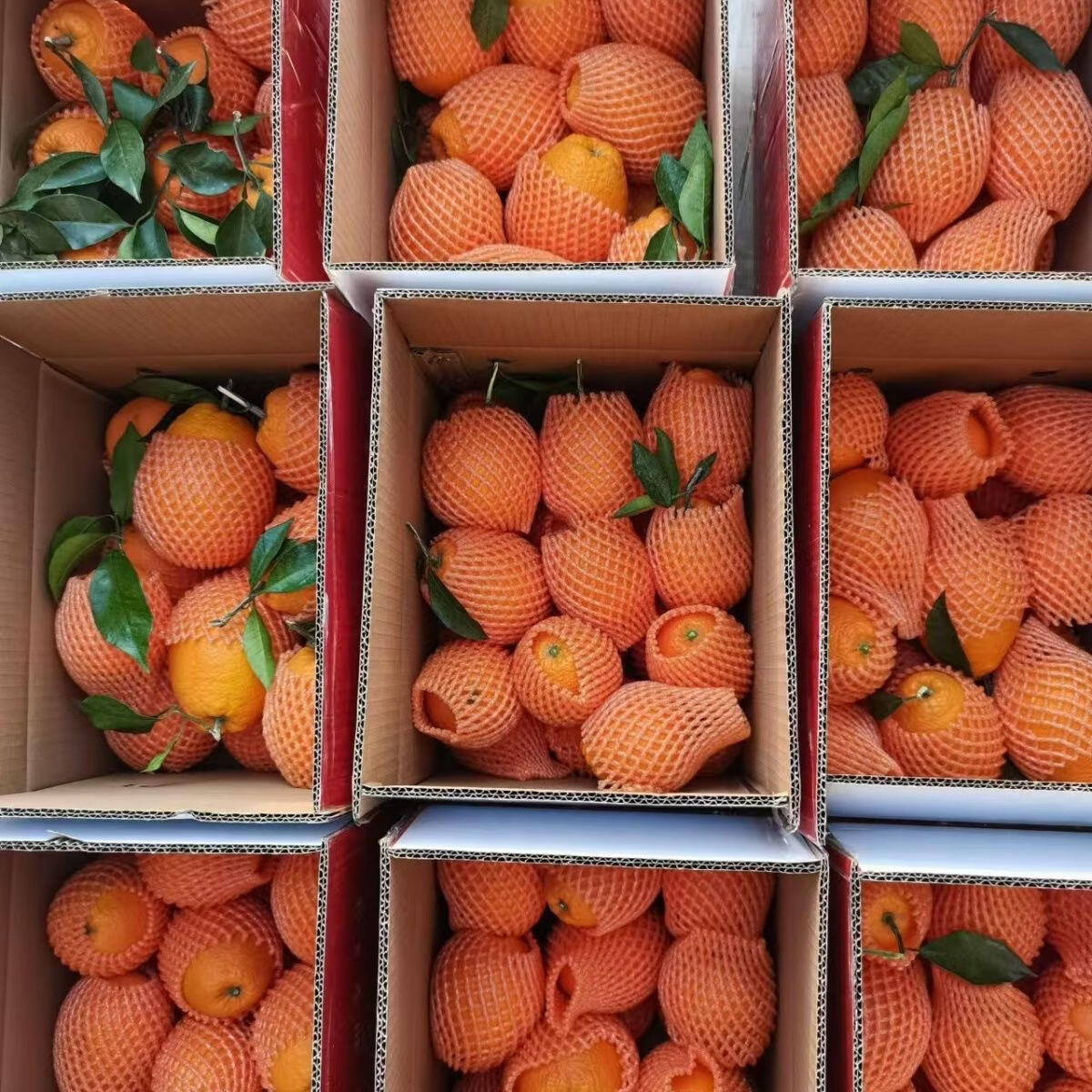 金百粟重庆奉节脐橙子 纽荷尔春橙脐橙手剥橙子冰糖当季新鲜水果 净重9斤单果【75+mm】彩箱送礼