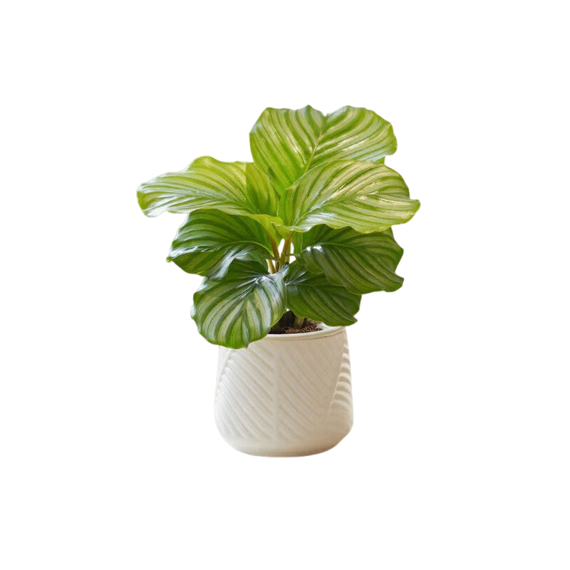 ƻֲ칫Һȩļֲ澻 ƻ+С֬ˮ ޹