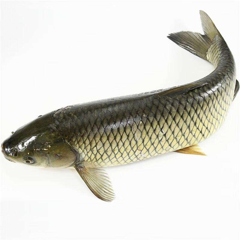 果亦橙青鱼草鱼新鲜洪泽湖淡水鱼草皖鱼鲜活螺蛳青现杀草混子生鲜