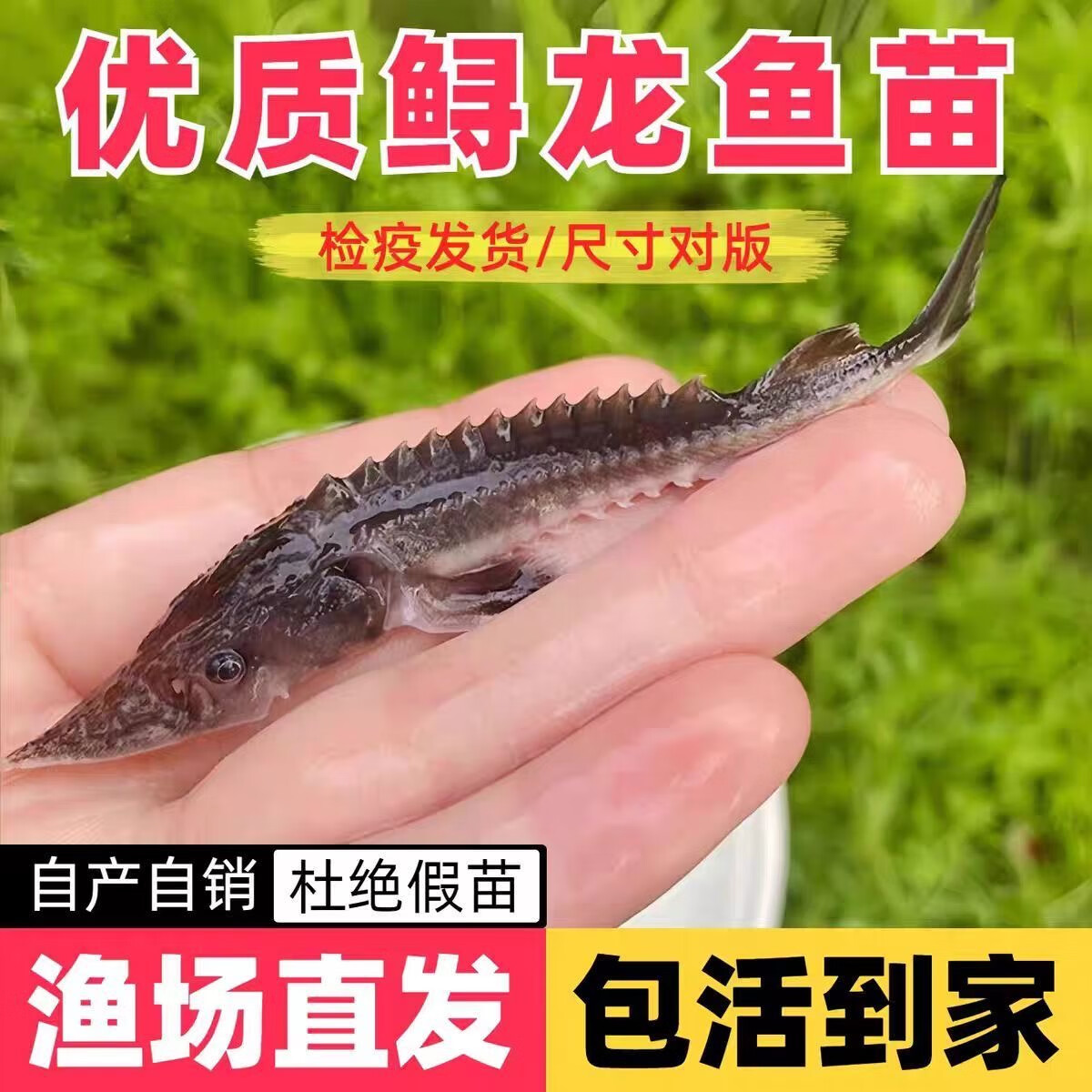 鲟鱼苗鲟龙软骨鱼尖嘴鲟鱼苗中华龙鱼苗大体型淡水冷水养殖食用鱼 鲟鱼11-13厘米90条送10条路损