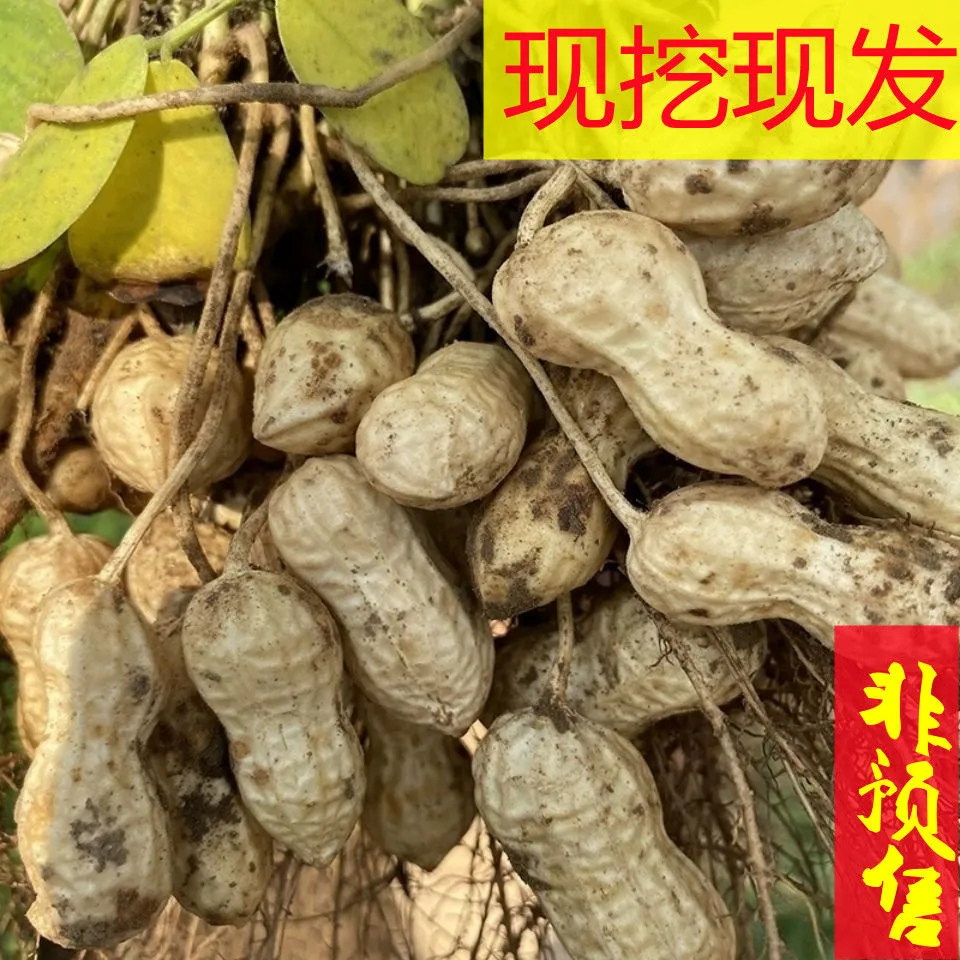 产地现挖 2025现挖鲜花生湿花生带泥带壳嫩花生花生带壳新鲜 鲜花生5.8-6斤
