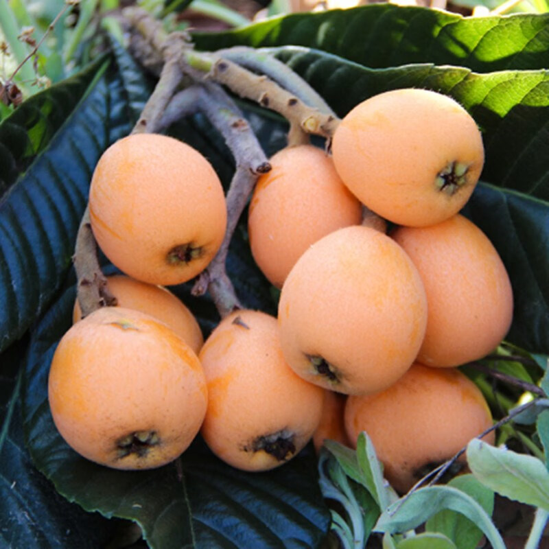 萌妹大五星无核枇杷嫁接果树苗南方北方种植四季盆栽地载当年结果苗