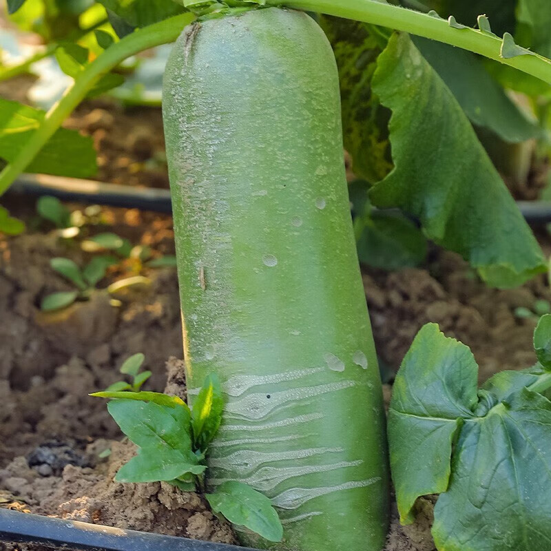 源惠鲜礼【到吃萝卜季节啦】新鲜潍坊水果萝卜 潍县绿萝卜 生吃脆甜新货 潍县水果萝卜 3斤装