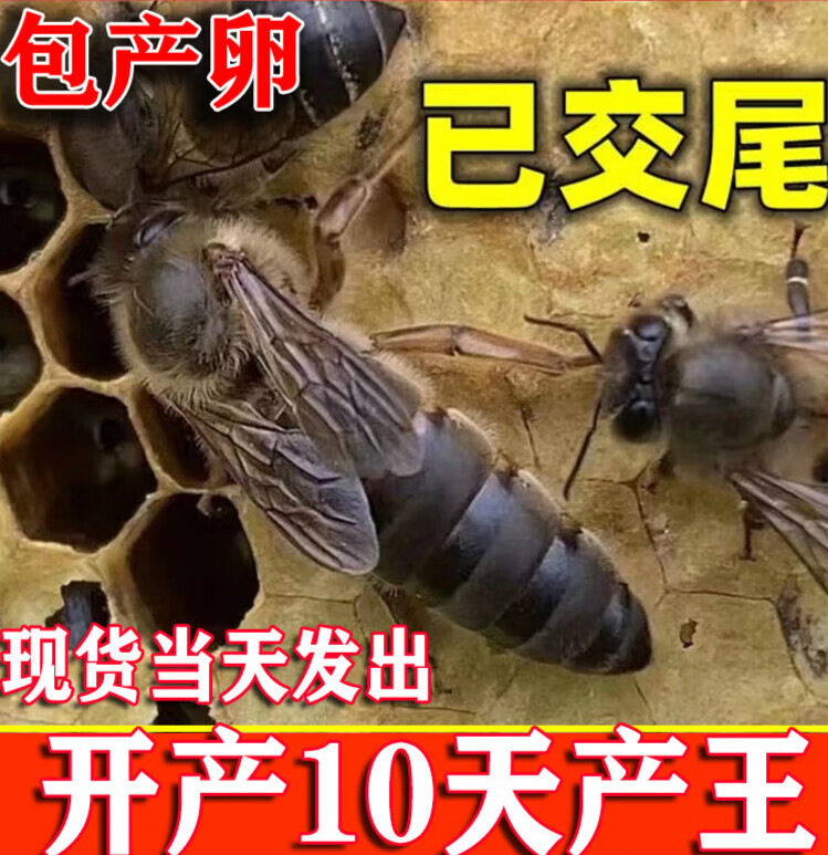 米詅中蜂蜂王种王土蜂产卵王高产阿坝双色生产王广西蜜蜂活体开产新王 中蜂新开产王使用感如何?