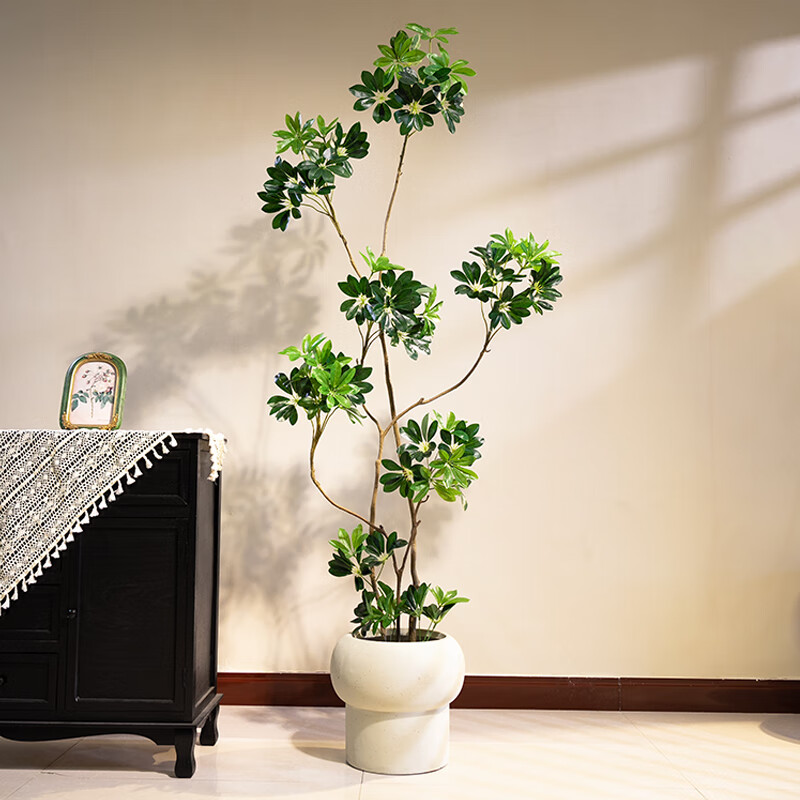 ɭ�ռ������ֲѼ��ľ�������ڿ����������װ�ΰڼ����Լ�����װ��ֲ�� ��ƷѼ��ľ1.8��E���ͼƬ��