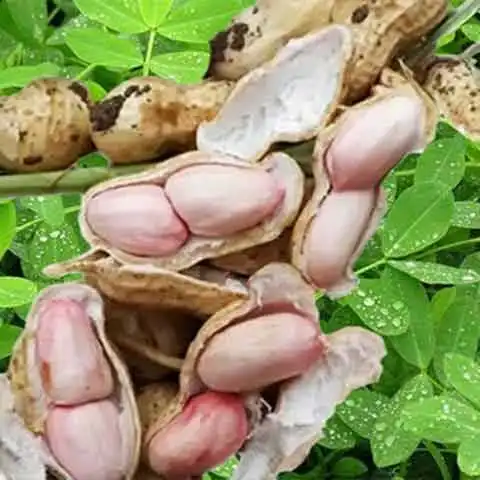 产地现挖 2025现挖鲜花生湿花生带泥带壳嫩花生花生带壳新鲜 鲜花生5.8-6斤