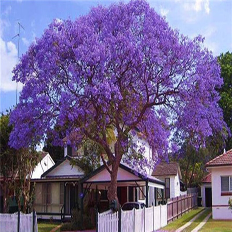 秋之果香 北方庭院耐寒蓝花楹大树苗凤凰木树苗盆栽特大风景红花楹