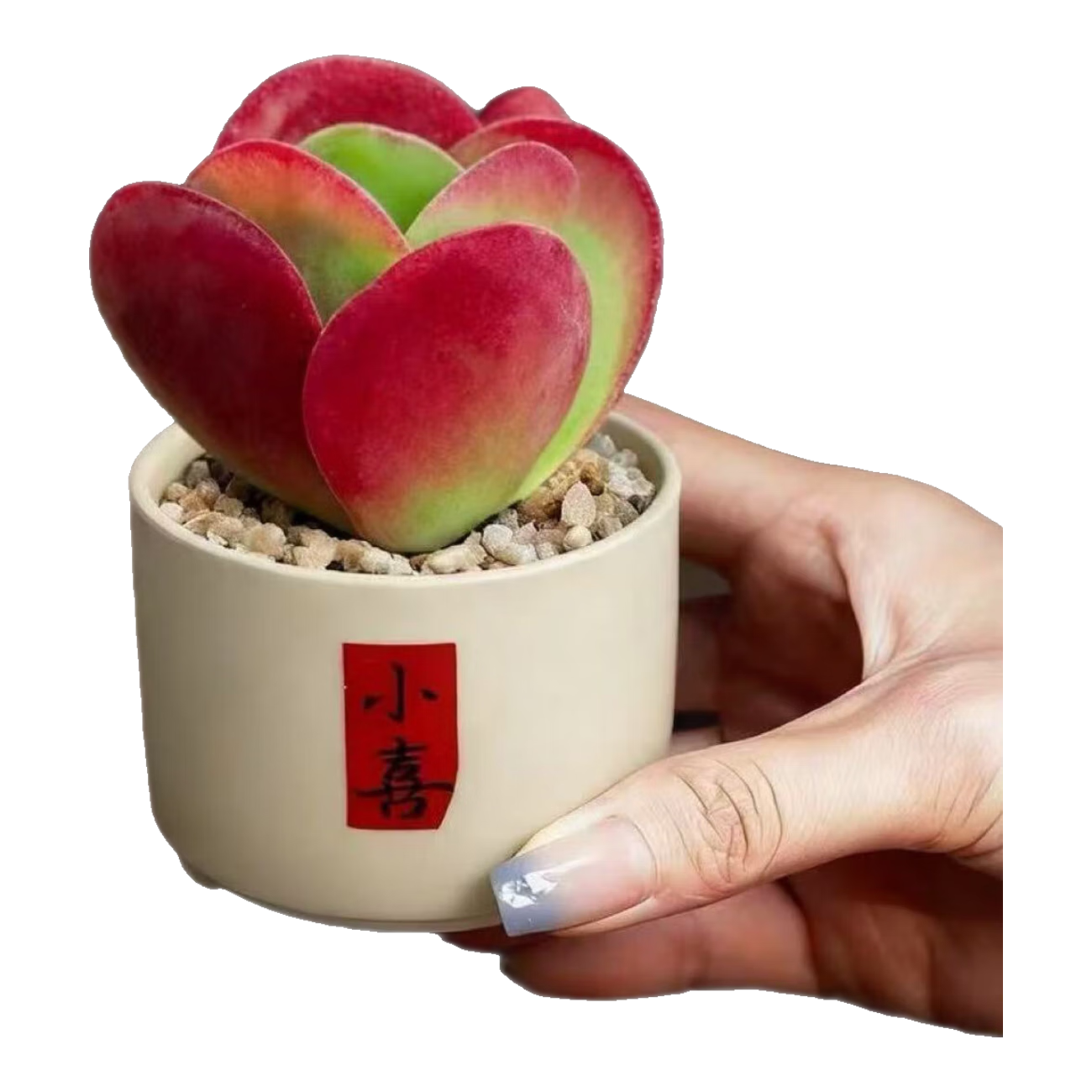 ��ӡ�ҵ���׮����ɽ����ֲ����������칫����̨��ֲ���ڷ����� һƬ��+Сϲ������+�ƽ�ɳ����ˮ�С�