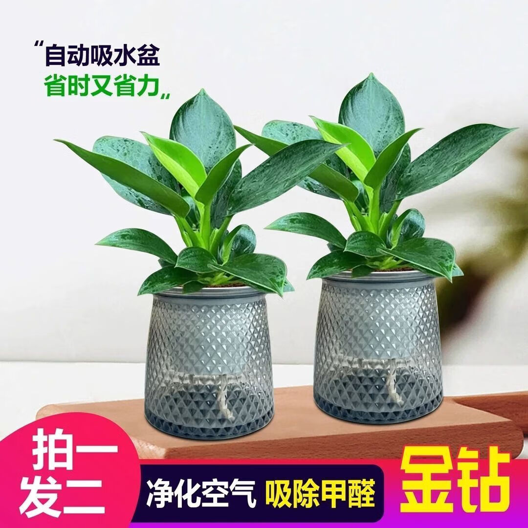 特价大叶金钻绿公主盆栽植物除甲醛绿植办公室四季常青室内摆放花 【拍一发二】金钻+灰繁星吸水盆 含盆高度15-20厘米