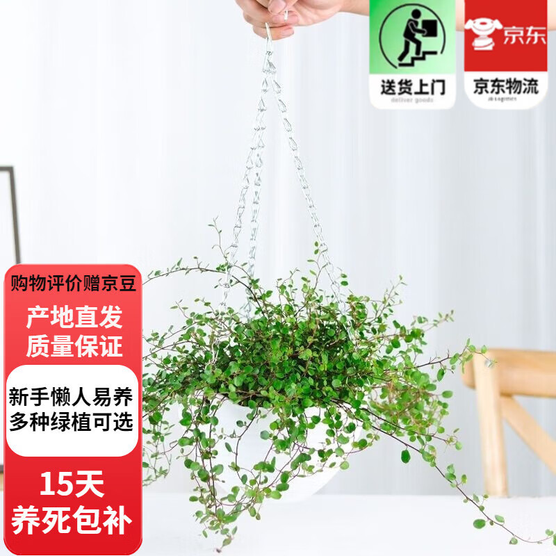 歐芽千葉吊蘭室內花卉盆栽綠植壁掛式植物客廳 千葉吊蘭【白色吊籃盆】