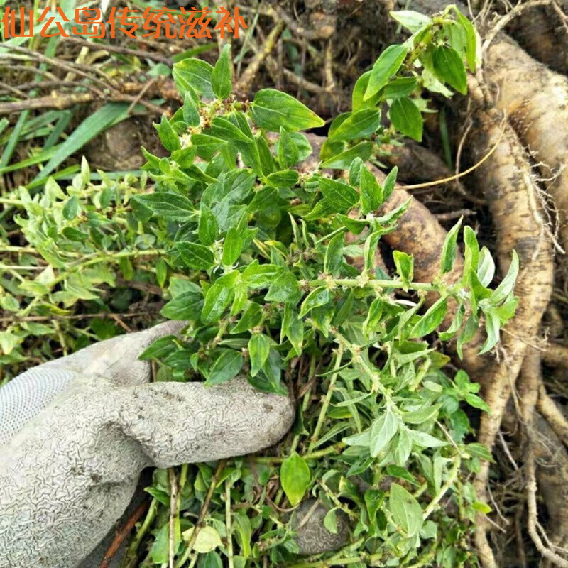 新鲜雾水葛 咄脓膏头糯米藤根 雾水葛根全草现挖 500克 全草一斤