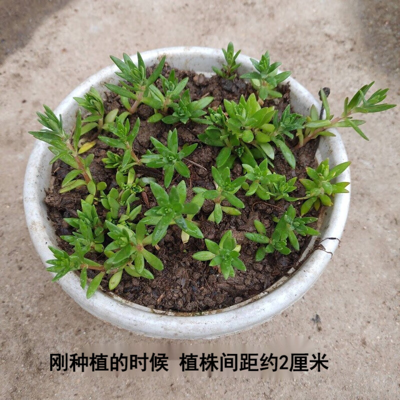 迎虞花苑 中药食用垂盆草苗茶保肝护肝可食用一盆20-30株 3盆垂盆草 不含盆