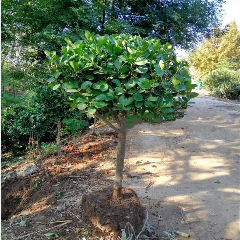 农民老史造型树冬青树独杆金边黄杨球金玉满堂老桩耐寒 独杆冬青3公分