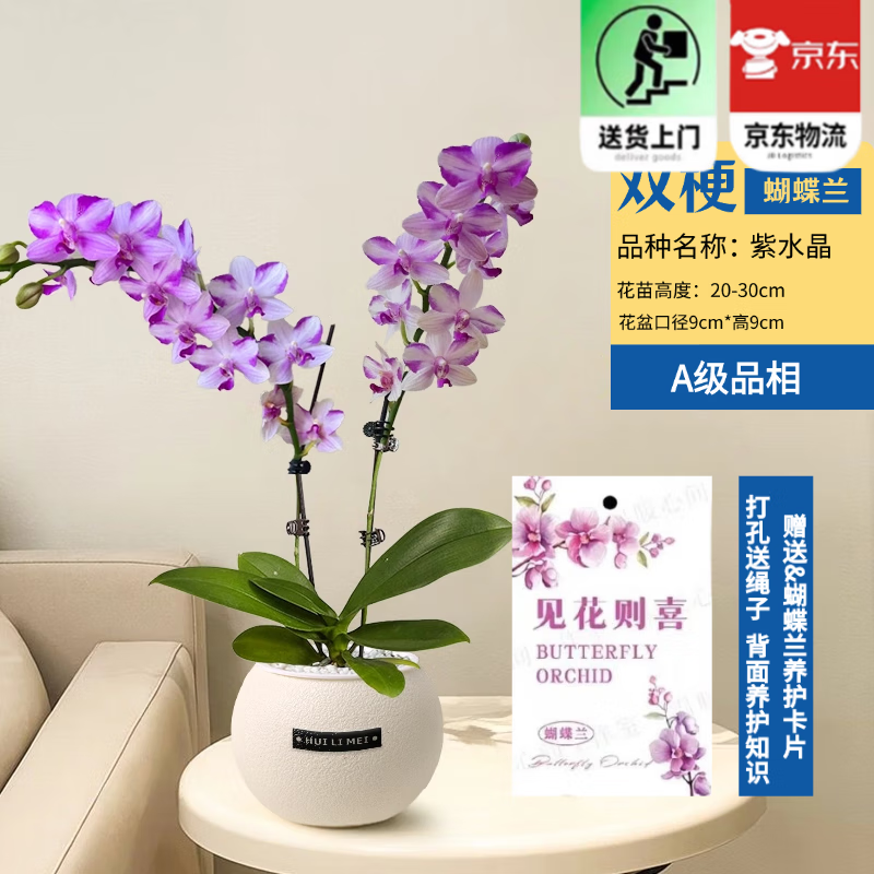 歐芽  蝴蝶蘭盆栽帶花劍蘭花大苗客廳室內(nèi)植物耐寒花卉好養(yǎng)活 雙梗帶花【紫水晶+球形吸水盆】