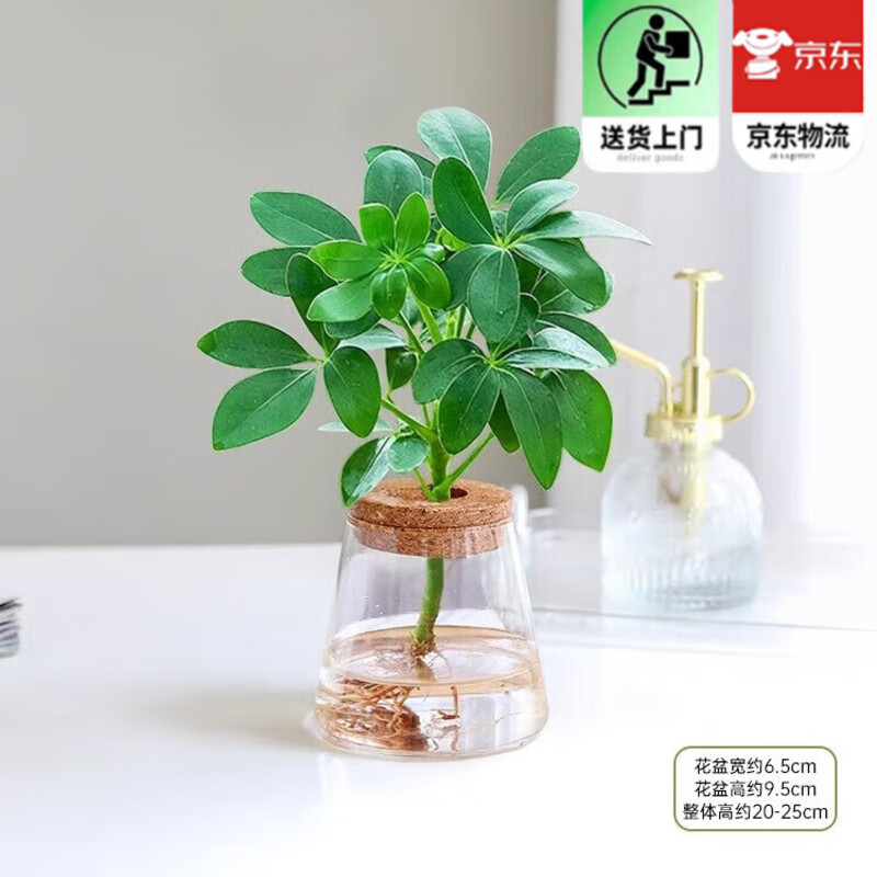 ŷѿ  �����ھ�������Ѽ��ľˮ��ֲ�ﻨ�����԰칫����ֲ�˷�������Ҷ A��Ѽ��ľ(͸����ʿɽ����ƿ) 34.6Ԫ��4��(��8.65Ԫ/��)