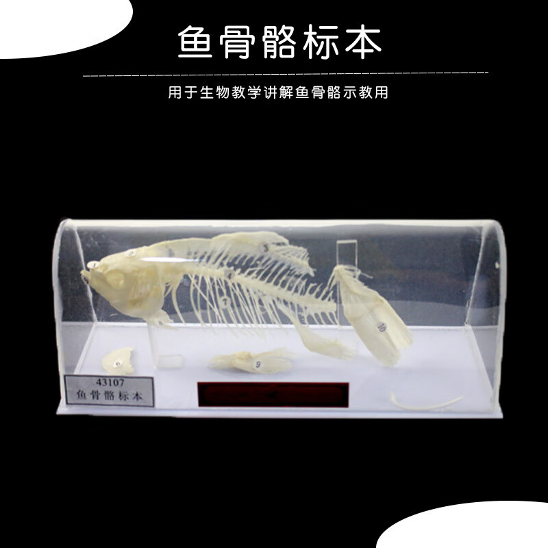 鱼骨骼标本j4121鲫鱼骨骼生物标本模型初中高中生物模型教学仪器