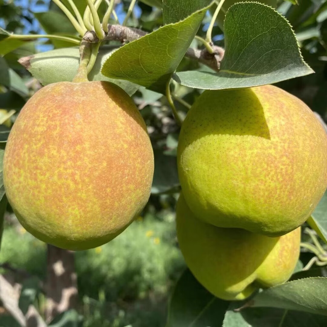 绿熊庄园新疆库尔勒香梨新鲜香梨子皮薄脆甜多汁应季孕妇水果当季源头直采 【量大巨实惠特级果】单果120g+ 净重8.5-9.5斤