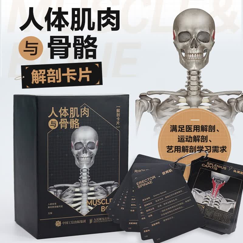 人体肌肉与骨骼解剖卡片 运动骨骼肌肉解剖学 运动解剖图谱 人邮体育出品