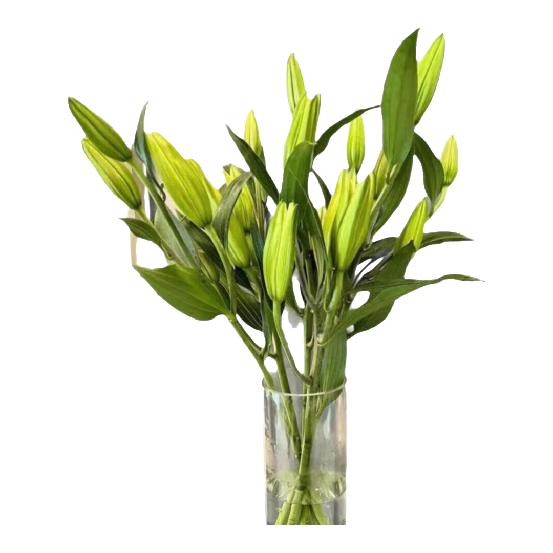 38��ŮŮ��ڰٺ��ʻ�������������ֱ�����5 ����ؼ۰ٺ�6ͷ����ָ��Ʒ�֣���ɫ��