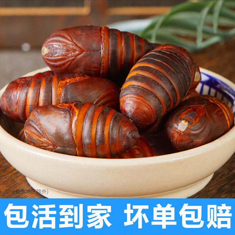 印禾年柞蚕蛹鲜活发货东北特产 新鲜茧蛹特级大黄蚕蛹黑蝉蛹活A级蚕蛹 25年新蛹 1000g A级大二黄蛹(90只左右)