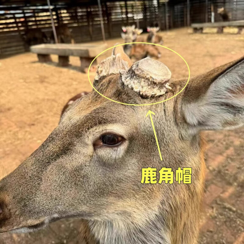 朴医佗纯正吉林梅花鹿帽整个鹿角冒托盘脱盘粉通乳500克疏通乳下奶250g 鹿角帽500克
