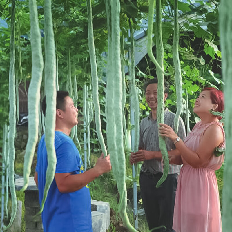 寿禾蛇瓜种子蛇豆角砍瓜种籽砍瓜苗春冬季易种蔬菜菜瓜 蛇瓜种子10g装