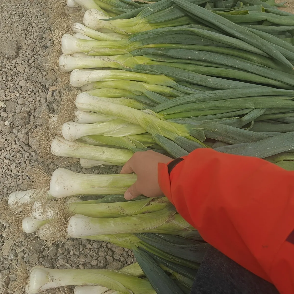 鸡腿葱新鲜大葱河北特产农家自种大头葱甜葱生吃蘸酱葱花饼好吃 5斤【这个季节有黄叶】