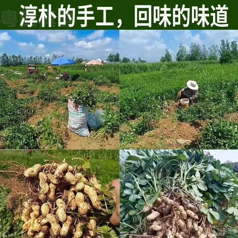 产地现挖 2025现挖鲜花生湿花生带泥带壳嫩花生花生带壳新鲜 鲜花生5.8-6斤