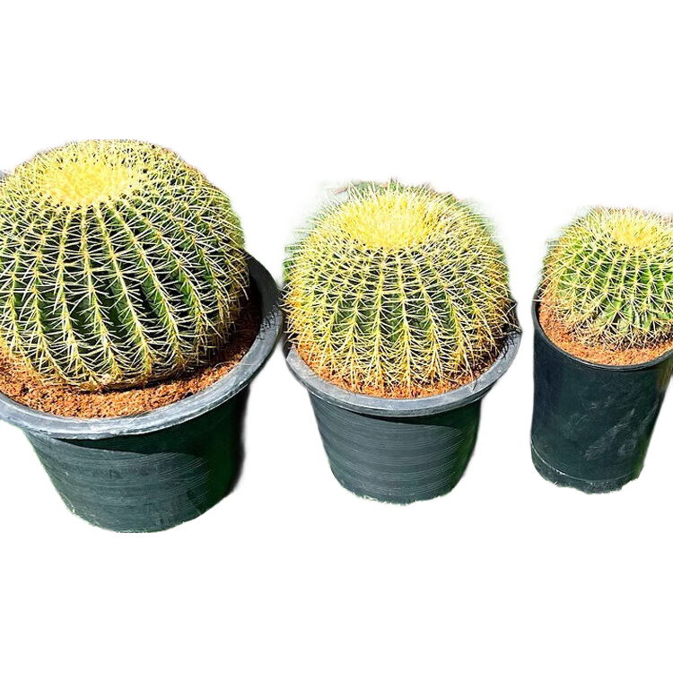 ����������������������ں������Ž�ڶ���ֲ����������� ����������ֱ��26-28cm�� 99Ԫ