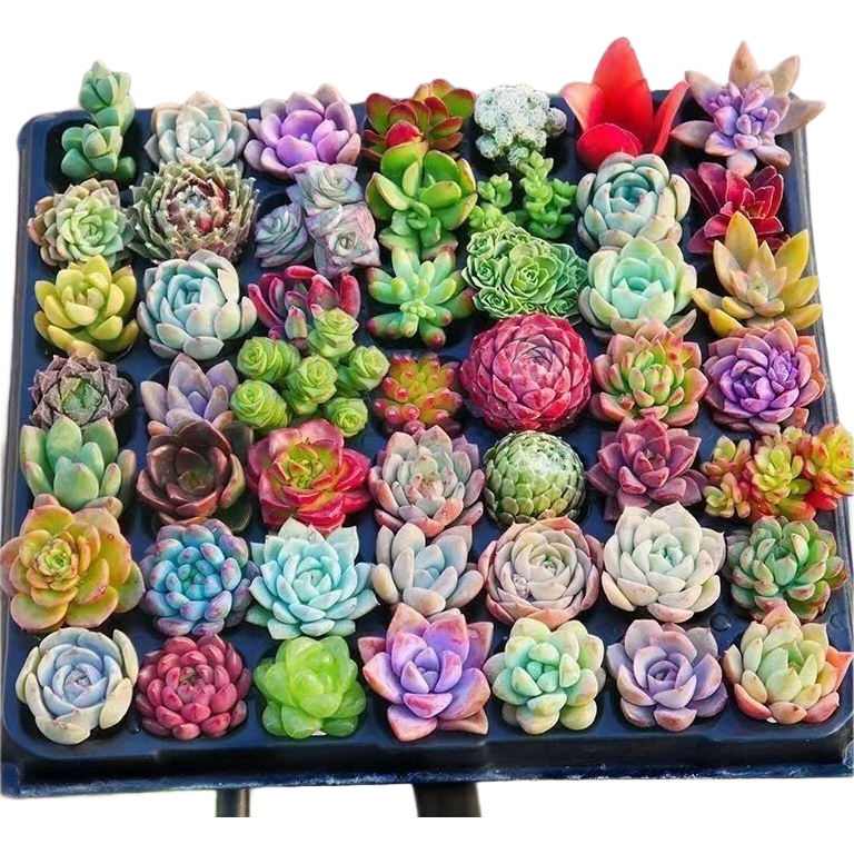 ����ֲ���׶�԰�������С��ֲ������¶��ź���������������ͷ ����һ�� ������ 20.6Ԫ��4��(��5.15Ԫ/��)