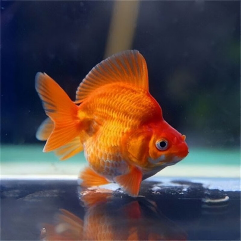 易萌锦鲤鱼活体 金鱼活鱼 好养冷水淡水观赏鱼短尾鎏金小型兰寿活体鱼