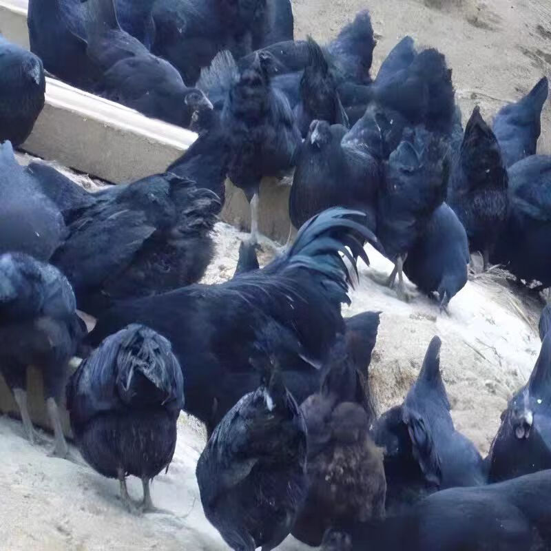 聚天然乌鸡农场散养乌鸡山林散养乌鸡溜达鸡乌鸡送人参七彩菌汤包 乌鸡4只（8斤-9斤）送人参2根+送七彩菌汤包2袋