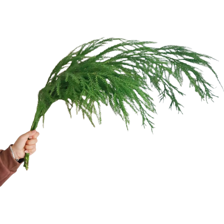 ������Ů��֦���� 2�� 6.9Ԫ(����ȯ)